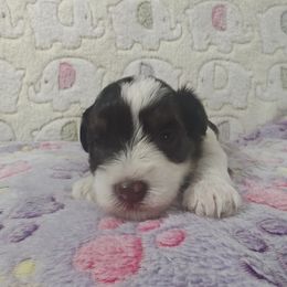 Rosalee - Liver female Miniature Schnauzer puppy in Bloomington, California from Michael's Minis