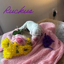 Ruckus - White and black female Dalmatian puppy in Mount Vernon, Missouri from Spots & Spirals
