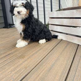 Libby - Tri-color female Bernedoodle puppy in Holtwood, Pennsylvania from Country Ridge Puppies