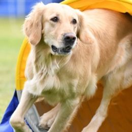 Golden Retrievers from Alicia Thompson's Golden Retrievers