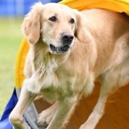 Golden Retrievers from Alicia Thompson's Golden Retrievers