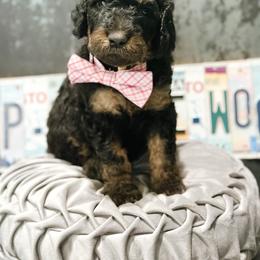 Kettle - Phantom male Goldendoodle puppy in Pasco, Washington from Camp Doodle Woods