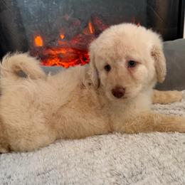 Beth - Cream female Goldendoodle puppy in Pensacola, Florida from Goldendoodles Love You in Pensacola Friend Edition