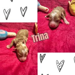 Trina - Apricot female Goldendoodle puppy in Cordova, Tennessee from TrueLine kennels