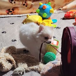 Rosable - Pomeranian puppy from Pepplers Poms