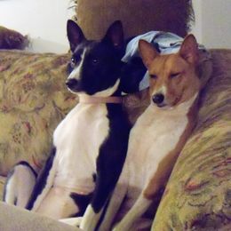 Basenji All Grown Up from WayCon kennels