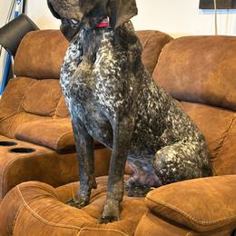 Rip - Blue ticked male Bluetick Coonhound puppy in Belton, South Carolina from Broadway Oak Kennels