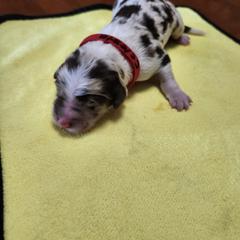 Celeste - White and blue merle female Bordoodle puppy in New Oxford, Pennsylvania from The Weekend Farm