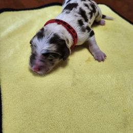 Celeste - White and blue merle female Bordoodle puppy in New Oxford, Pennsylvania from The Weekend Farm