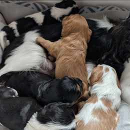 Cavalier King Charles Spaniels from Panache Puppies