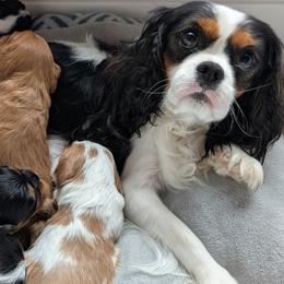Cavalier King Charles Spaniels from Panache Puppies