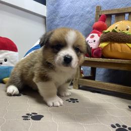 Loki - Sable male Pembroke Welsh Corgi puppy in Apison, Tennessee from Ashmore Corgis