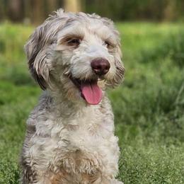 Finn - Bernedoodle