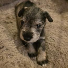 Cindy - Salt and pepper female Miniature Schnauzer puppy in Long Prairie, Minnesota from Dorie's Mini Schnauzers