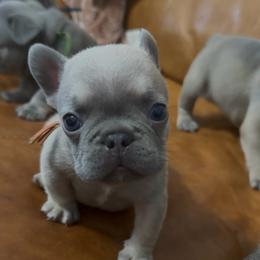 Lilac Fawn Boy(Orange collar)(Truly x Drip) - Tricolors male French Bulldog puppy in Gulf Breeze, Florida from SW Frenchies