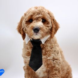 Mr. Black - Liver and white male English Springer Spaniel puppy in Kendall, New York from Family Raised Doodles
