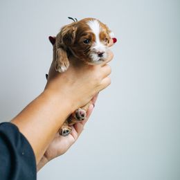 Black collar boy - Red male Cavapoo puppy in Duncan, South Carolina from Abner Creek Poodles & Doodles