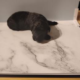 Ember - Black female Labradoodle puppy in Apache Junction, Arizona from Loving Doodle