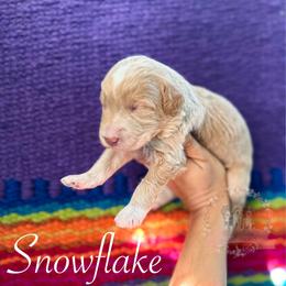 Snowflake - Apricot female Aussiedoodle puppy in Corydon, Indiana from Ridgeline Doodles
