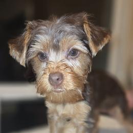 Brown Girl - Tan female Yorkshire Terrier puppy in San Marcos, Texas from Casa de Yorkies