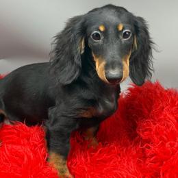 Girl 4 - Black and tan female Dachshund puppy in Salyersville, Kentucky from Lavendell Dachshunds