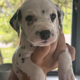 Rowan - White and black male Dalmatian puppy in Lehigh Acres, Florida from PupsMansion