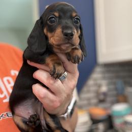 Ebony - Black and tan female Dachshund puppy in Venice, Florida from JD’s Weiner-Wonderland