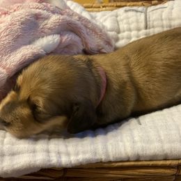 Dachshund Puppies from Long Dog Farm
