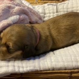 Dachshund Puppies from Long Dog Farm