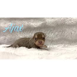 Ajax - Blue and tan male Chihuahua puppy in Patchogue, New York from Cloudshadow Kennels