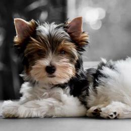 Paris - Yorkshire Terrier