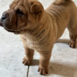 Chinese Shar-Pei Puppies from Blackwitch Farms