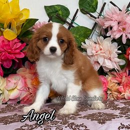 Angel - Blenheim female Cavalier King Charles Spaniel puppy in Hollywood, Florida from World Class Cavaliers