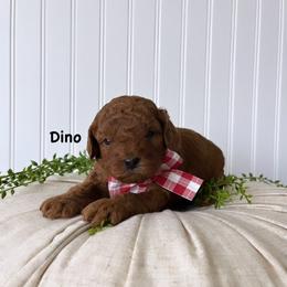 Bernedoodle, Cavapoo, Goldendoodle, and Poodle Puppies from Gypsi Doodles & Poodles