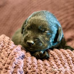 Red Boy - Black male Labrador Retriever puppy in Colorado from Albrecht Farms Labrador Retrievers