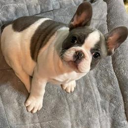 French Bulldogs from Midwest Beautiful Frenchies