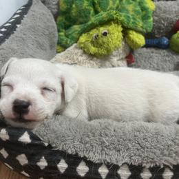 Border Collie and Jack Russell Terrier Puppies from CP FARMS BORDER COLLIES N JACKS CORP