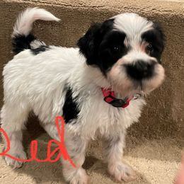 Portuguese Water Dog Puppies from Stacy's PWD Portuguese Water Dogs