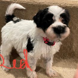 Portuguese Water Dog Puppies from Stacy's PWD Portuguese Water Dogs