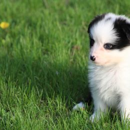 Australian Shepherd and German Shorthaired Pointer Puppies from Twin lakes ridge farm