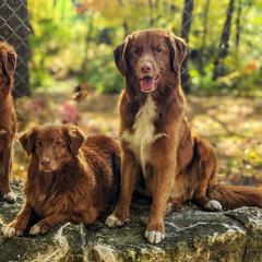 Nova Scotia Duck Tolling Retrievers from Sub-Zero Tollers
