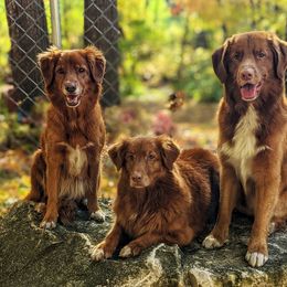 Nova Scotia Duck Tolling Retrievers from Sub-Zero Tollers