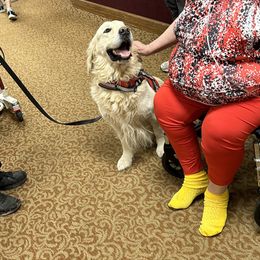 Golden Retriever All Grown Up from Liberty English Cream Golden Retrievers
