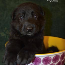 Green Collar - Black male German Shepherd puppy in Orlando, Florida from AceHaven Canines