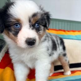 Snowqualmie (Snow) (full tail) - Blue merle female Miniature American Shepherd puppy in Olympia, Washington from Shamayim Acres ~ Miniature American Shepherds