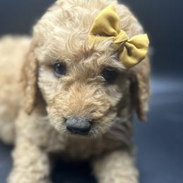 Yellow Collar - Goldendoodle puppy in Ellsinore, Missouri from Doodles of Carter Co