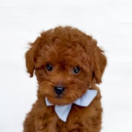 Lou - Blue Collar Boy - Red male Cavapoo puppy in Melbourne, Florida from Space Coast Doodle Co.