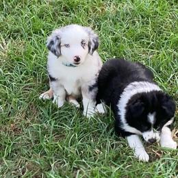 Jasper - Blue merle male Miniature Australian Shepherd puppy in Westwego, Louisiana from Connie's American Eskimo Dogs and Mini Australian Shepherd Dogs