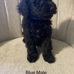 Poodle Puppies from Simplicity Poodles