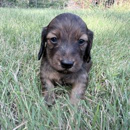 Red brindle - Brindle male Dachshund puppy in Umatilla County, Oregon from Divine Dogs